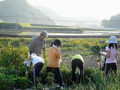 百年乃家ときえだ野菜収穫